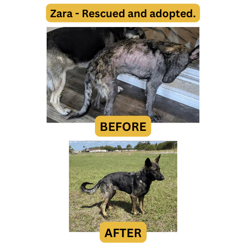 CANINE WELLNESS DERM SPRAY