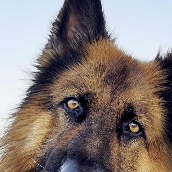Apollo