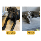 CANINE WELLNESS DERM SPRAY