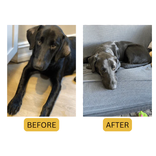 CANINE WELLNESS DERM SPRAY