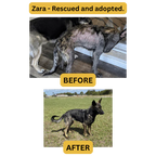 CANINE WELLNESS DERM SPRAY