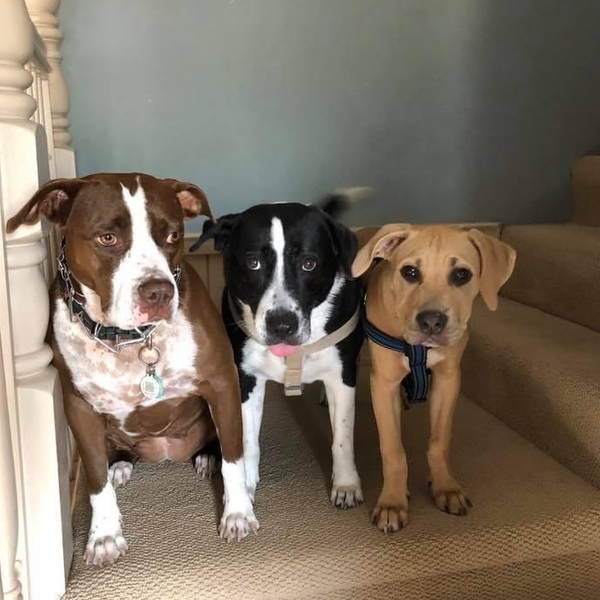 Abby & Cramer