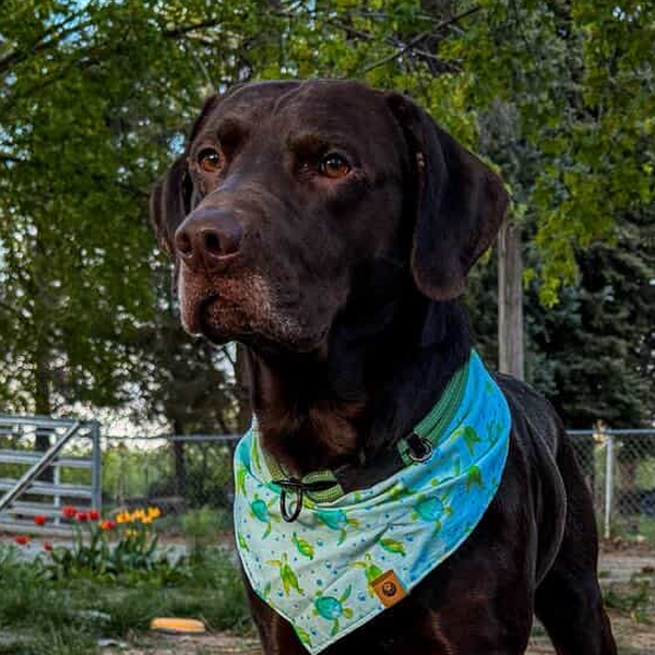 Kenai Bear & Koda Bear